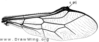 Pterodontia vix, wing