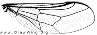 Pterodontia misella, wing
