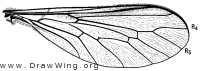 Turbopsebius sulphuripes, wing