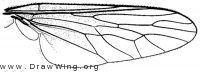 Orrhodops americanus, wing