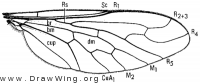 Amphicosmus elegans, wing