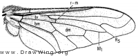 Anastoechus barbatus, wing