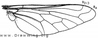 Sparnopolius lherminierii, wing
