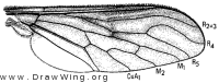 Thevenemyia celer, wing