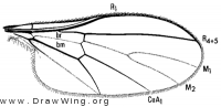 Empidideicus humeralis, wing