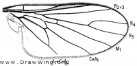 Apolysis timberlakei, wing