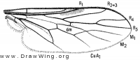 Prorates claripennis, wing
