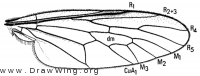 Caenotus inornatus, wing