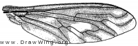 Poecilanthrax willistonii, wing