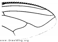 Stomorhina lunata, wing tip