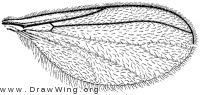 Catocha slossonae, wing