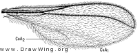 Neocolpodia pinea, wing