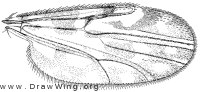 Culicoides insignis, wing
