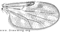 Culicoides copiosus, wing