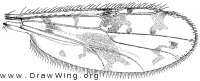 Monohelea hieroglyphica, wing