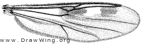 Clinohelea bimaculata, wing