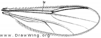 Stenoxenus coomani, wing