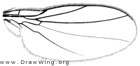 Elliponeura debilis, wing