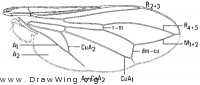 Robertsonomyia palpalis, wing