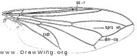 Physoconops fronto, wing