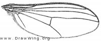 Gymnopternus spectabilis, wing