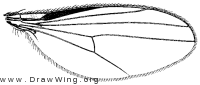 Teuchophorus signatus, wing