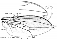 Stegana coleoptrata, wing
