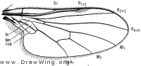 Microphorus sycophantor, wing
