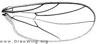 Micrempis testacea, wing