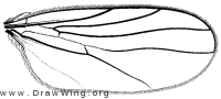 Drapetis scissa, wing