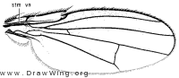 Paracoenia bisetosa, wing