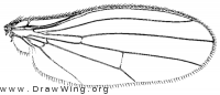 Borboropsis puberula, wing