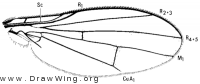 Mallochomyza citreifrons, wing