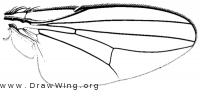 Milichiella lacteipennis, wing