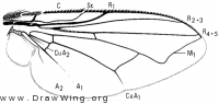 Neomyia cornicina, wing