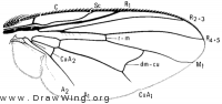Philornis, wing