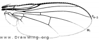 Allognota semivitta, wing