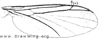 Orfelia genualis, wing