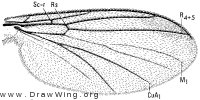 Allocotocera pulchella, wing