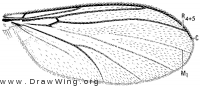 Anaclileia, wing
