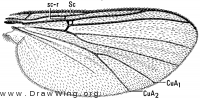Sciophila novata, wing