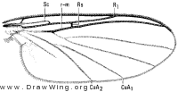 Docosia dichroa, wing