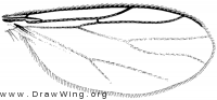 Aphrastomyia, wing