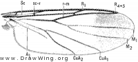 Greenomyia joculator, wing
