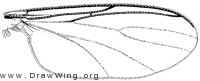 Megolththalmidia occidentalis, wing