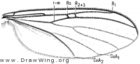 Tetragoneura fallax, wing