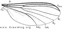 Exechiopsis nugax, wing