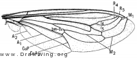 Mitrodetus dentitarsus, wing