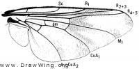Gasterophilus intestinalis, wing