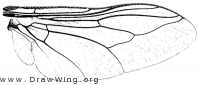 Hypoderma bovis, wing
